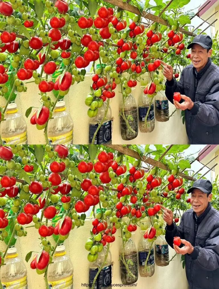 Die besten Möglichkeiten, leicht zu wachsen und mit einer hohen Ausbeute an Tomaten ohne Garten