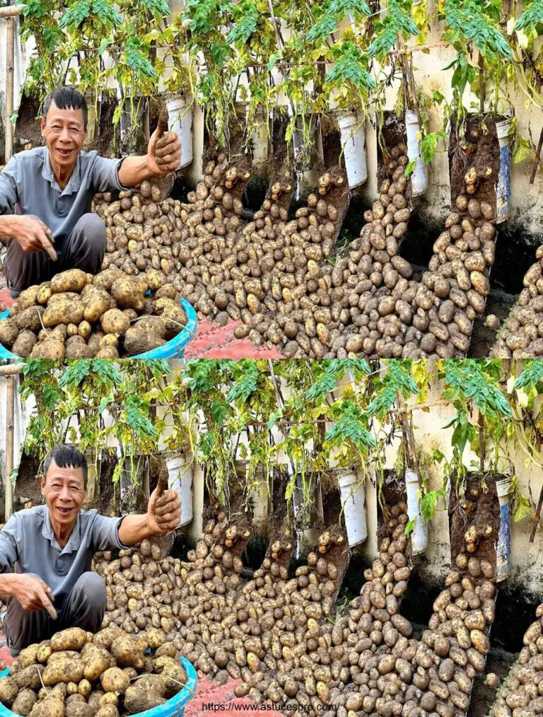 Kultivierende Kartoffeln der Erde in Töpfen: Eine überragende Ernte der Tuber!