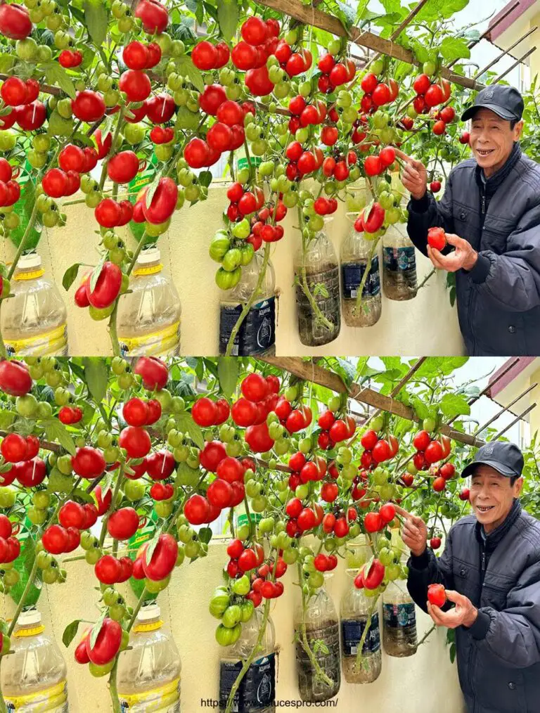 Wachsende Tomaten auf diese Weise gibt viel Obst, ohne zu bewässern