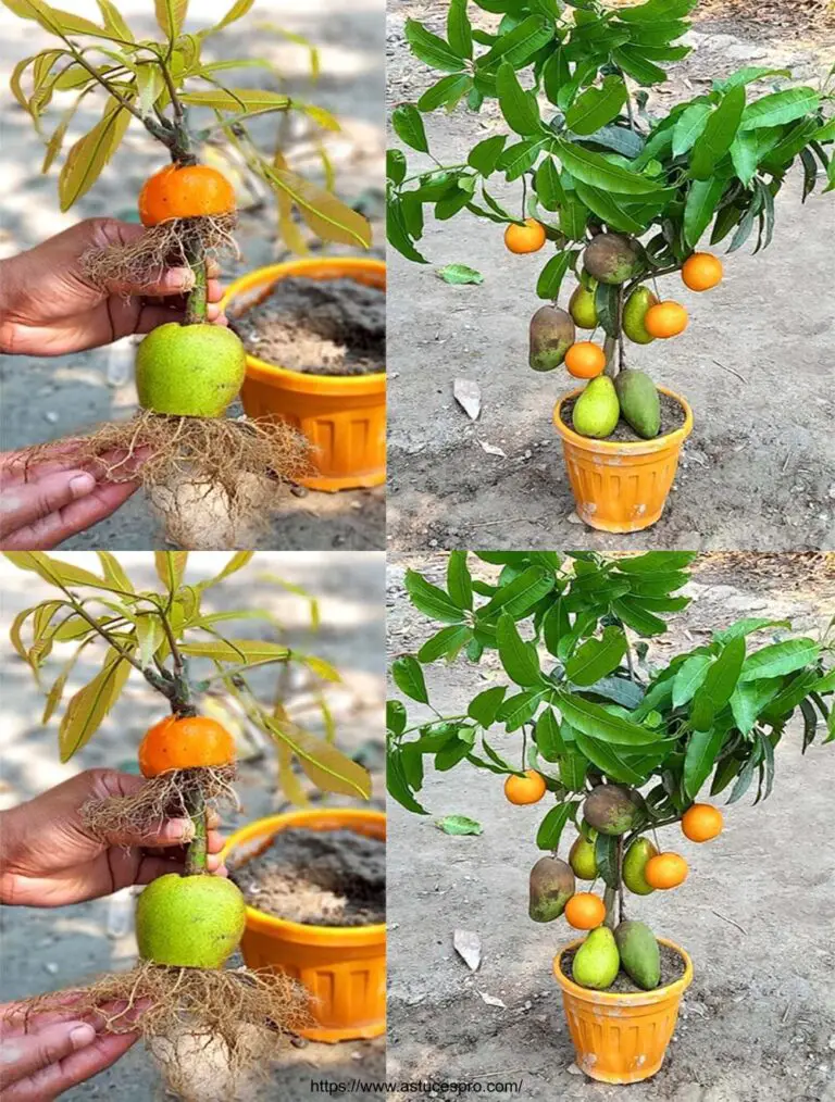 Malin Gardening: Kultivieren Sie einen Mango, Orange und Java Apfelbaum mit gemischten Früchten auf einem einzigen Baum!