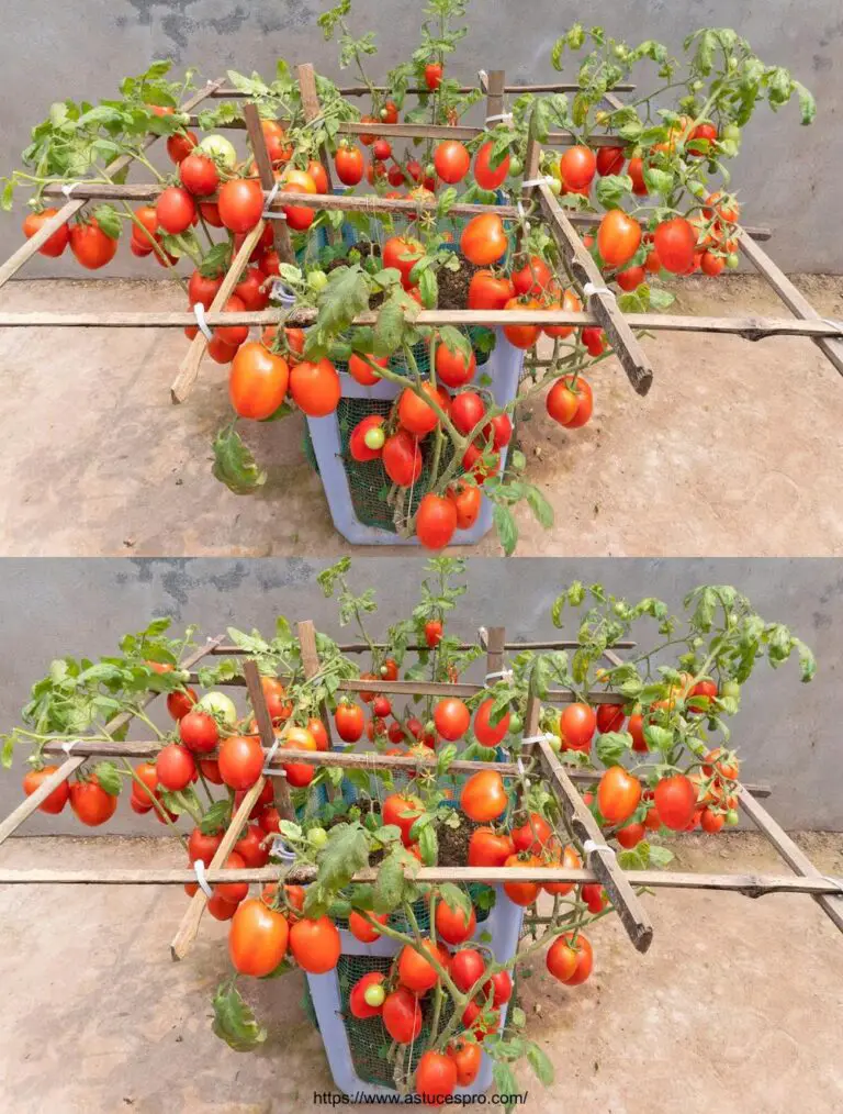 Magische Tomaten: Ein alter Stuhl wie die Welt versteckt eine reichliche und saftige Ernte!