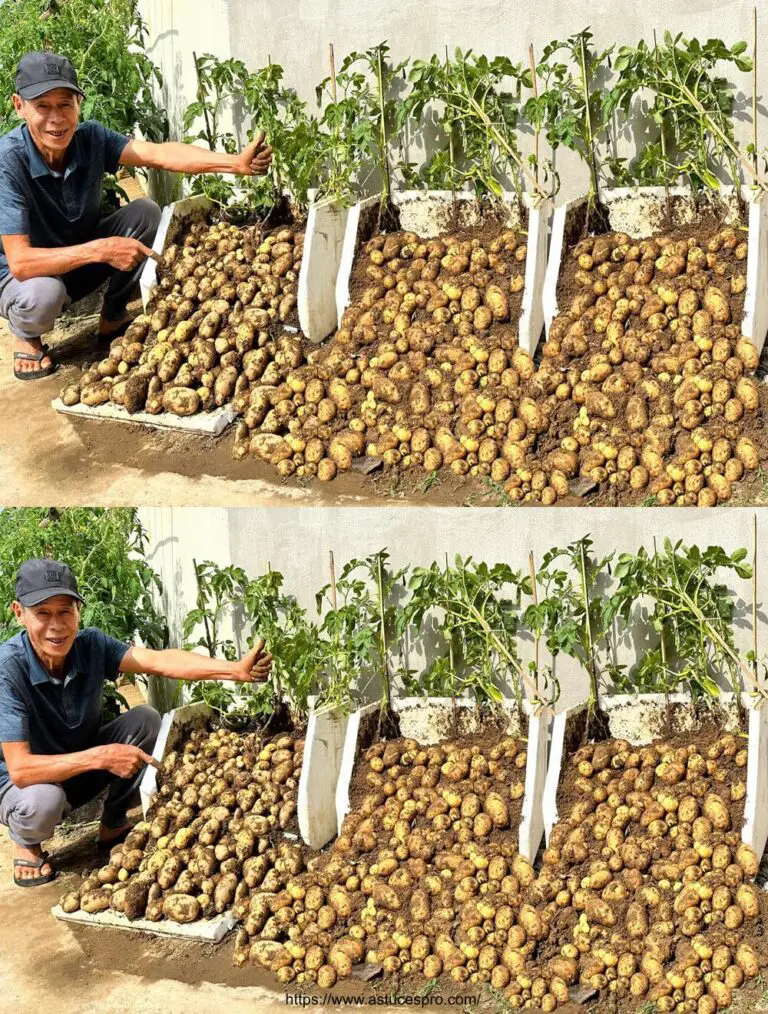 Noch nie wieder Kartoffeln kaufen: Finden Sie heraus, wie man Kartoffeln anbaut, ohne etwas zu tun!