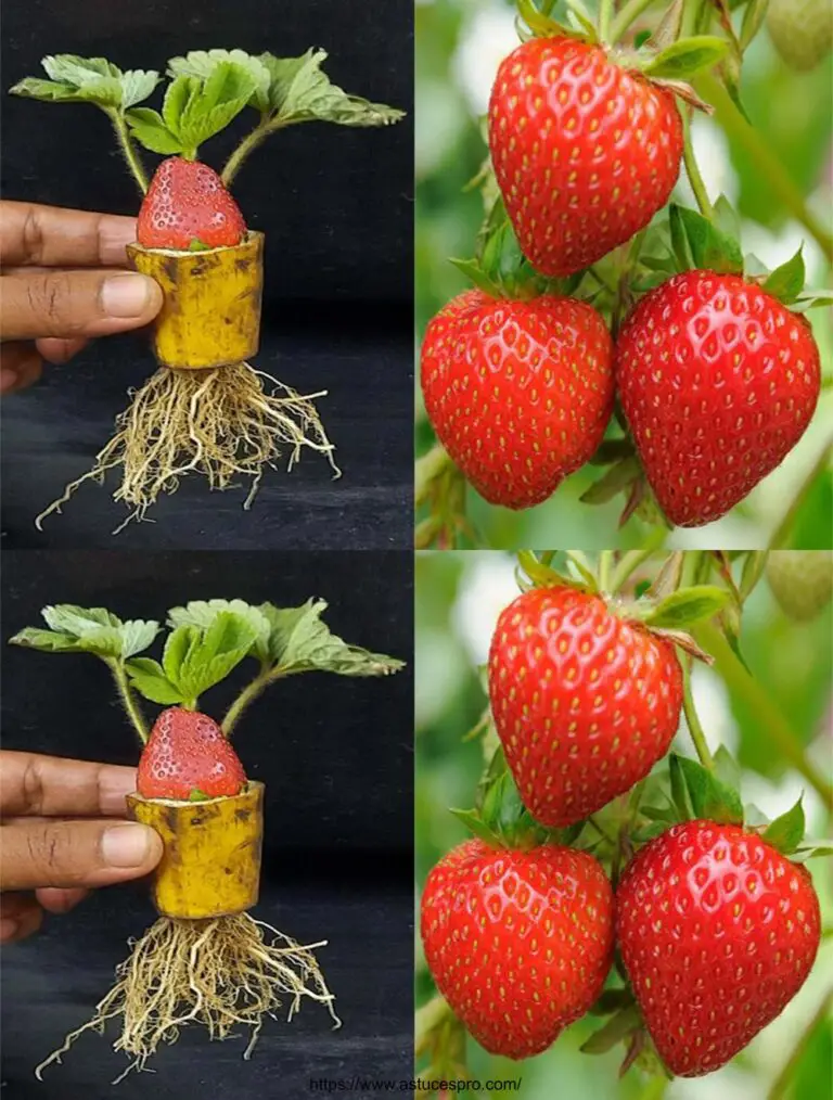 Registrieren Sie Erdbeeren und Bananen für leckere neue Obstkombinationen!