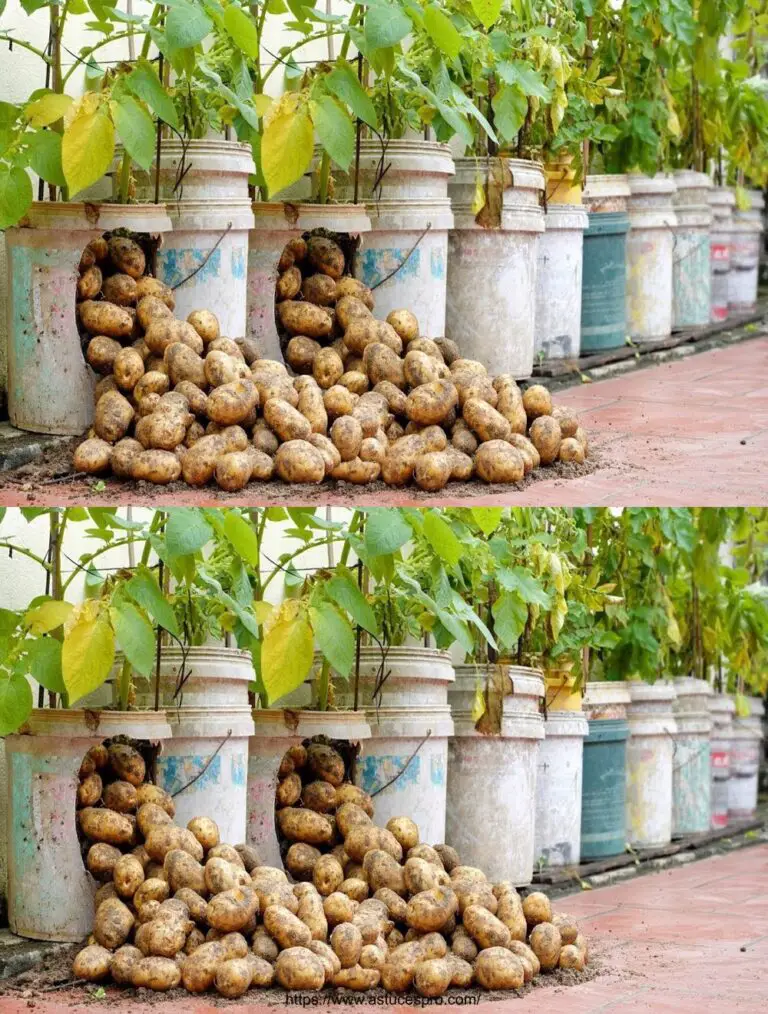 Wie man einfach leckere Kartoffeln zu Hause wachsen, mit maximaler Ernte!