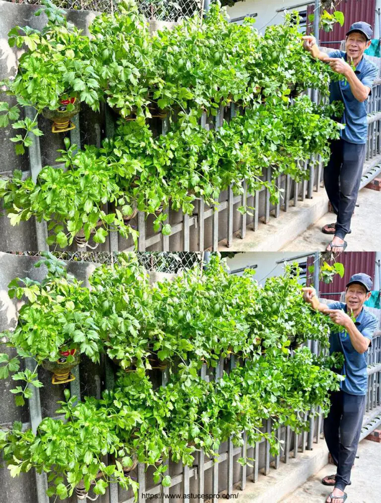 Ideal für diejenigen ohne Gärten: Wie man Celery auf einer Fence kultiviert