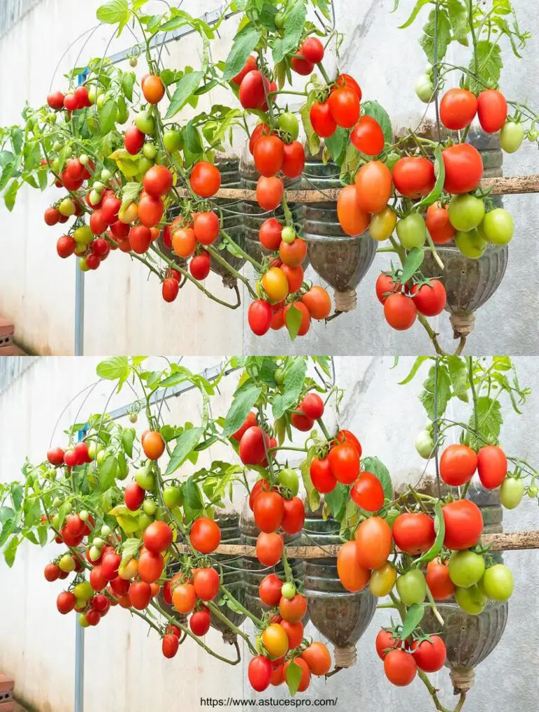 Wie Tomaten in Plastikflaschen wachsen: Tomaten ohne Garten!