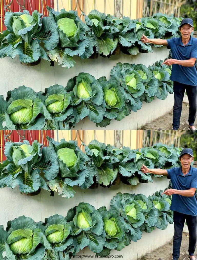 Traumgarten von Kohl zu Hause: einfach und praktisch mit ein paar Plastikflaschen