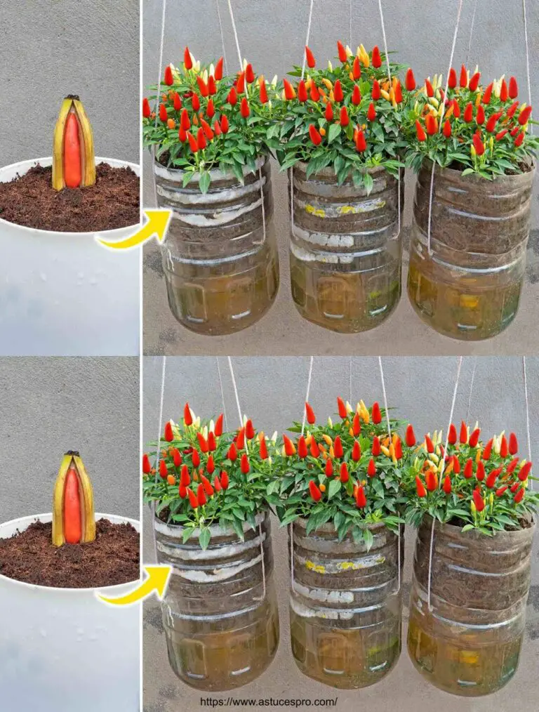 Hier ist das Geheimnis, Paprika in Plastikflaschen zu wachsen und sie das ganze Jahr über zu ernten!