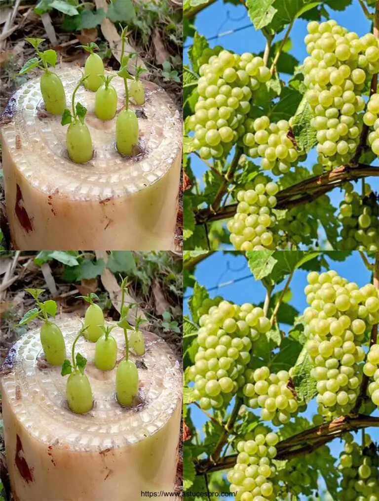 Einfache Methode, einen Weinberg zu Hause auf einem Bananenbaum zu verbreiten