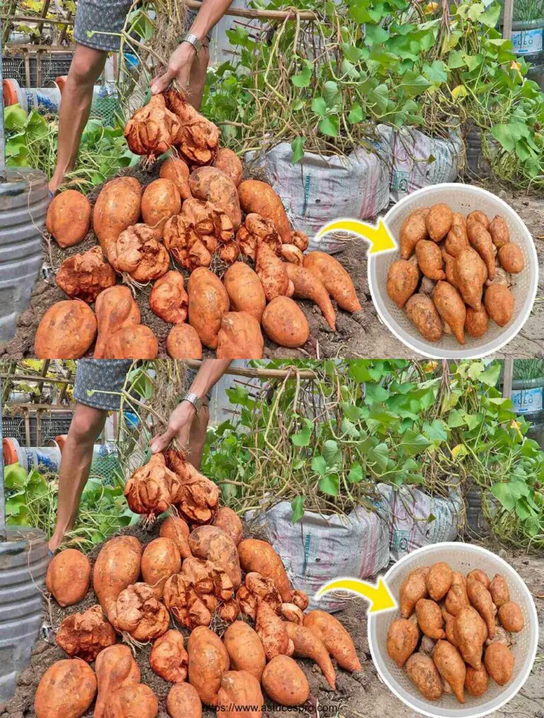 Ich habe so eine Kartoffeltasche nicht erwartet! Wie man sie pflanzt?