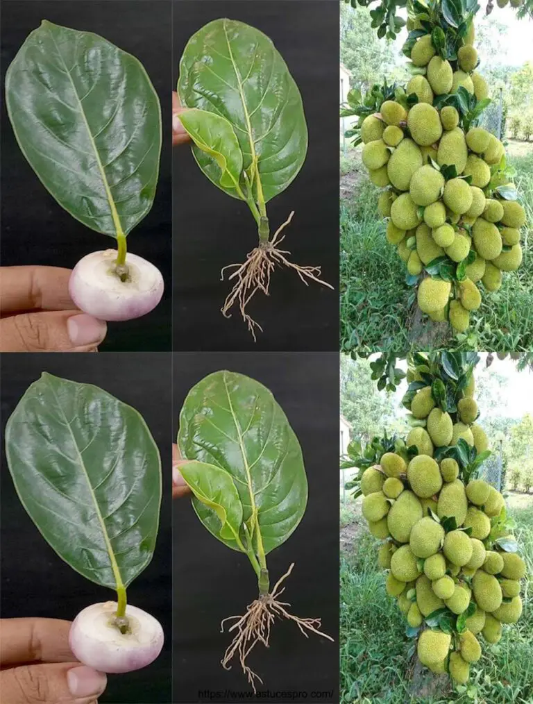 Wie man einen Jacquier Baum von Jacquier Blätter in eine Zwiebel drückt