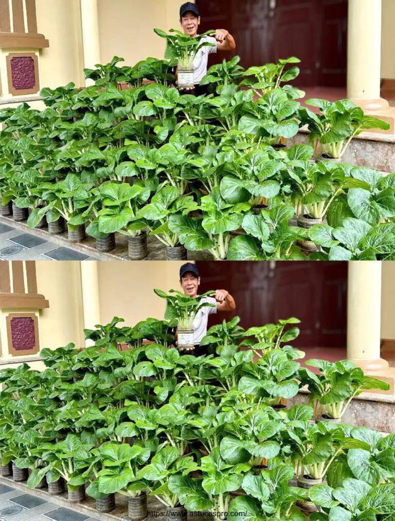 Keine Notwendigkeit für Garten, keine Notwendigkeit für Wartung, keine Notwendigkeit, Gemüse zu kaufen, wenn Sie diesen Tipp kennen