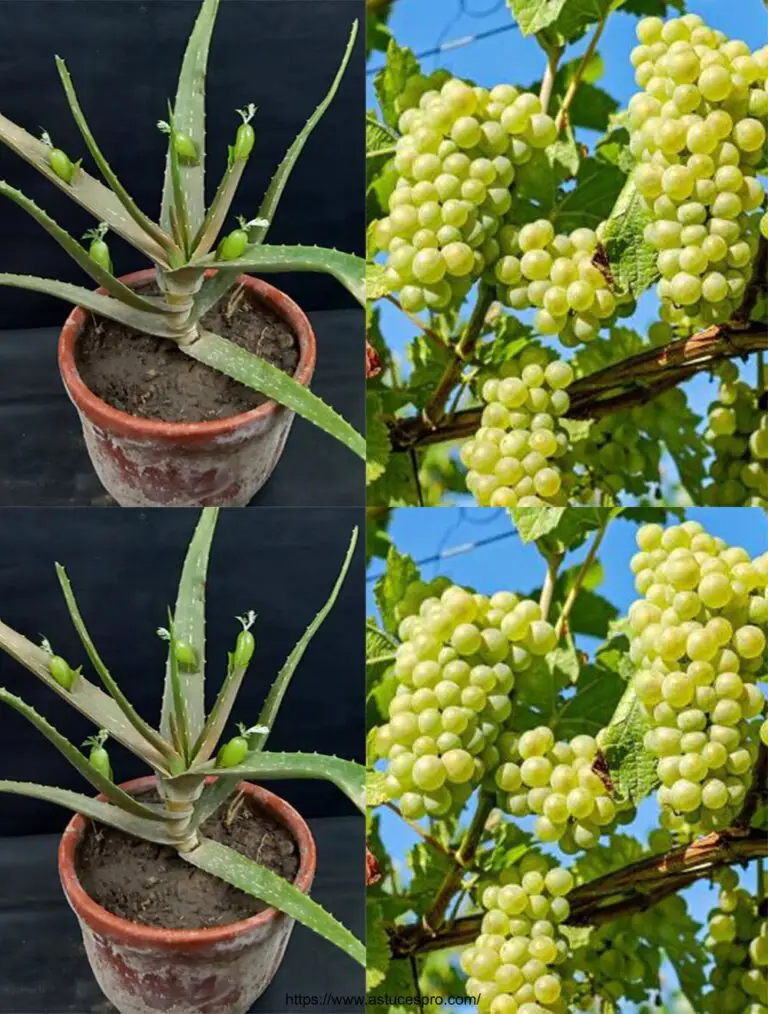 Einfache Methoden zum Anbau von Reben mit der Aloe Vera zu Hause