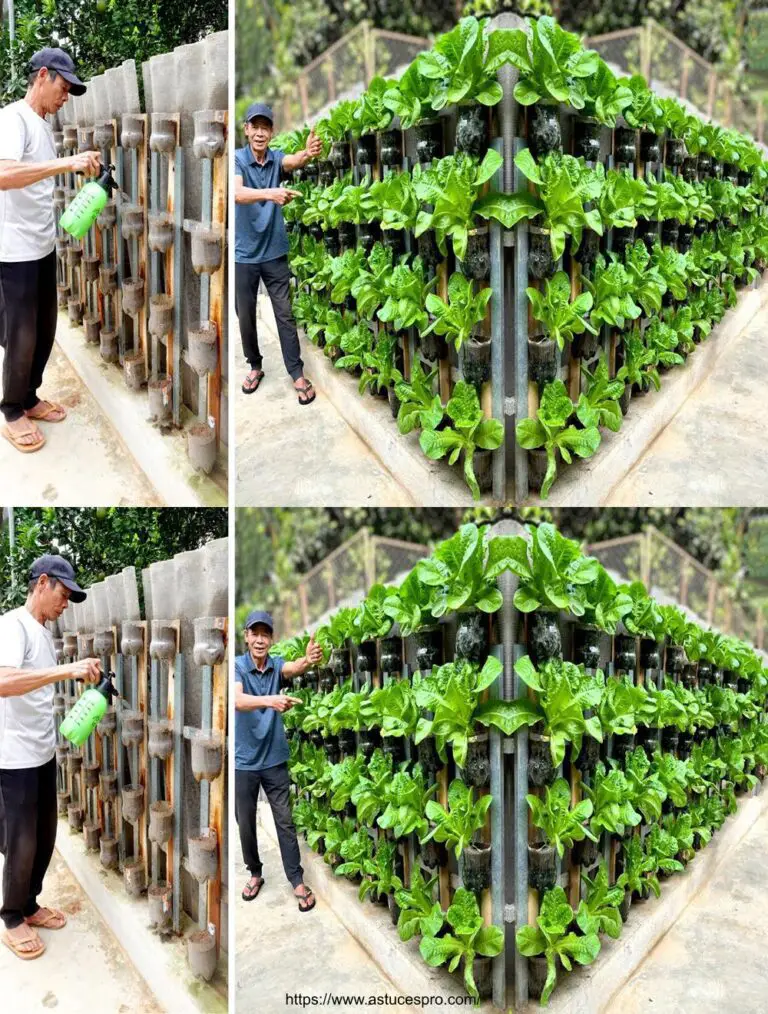 Schöne Ideen mit Plastikflaschen für einen herrlichen heimischen Gemüsegarten!