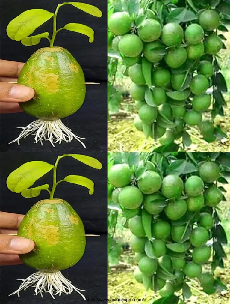 Propagieren eines Zitronenbaumes aus einer Zitrone mit Zwiebel: wie man einen Zitronenbaum mit Wasser zu Hause anbaut