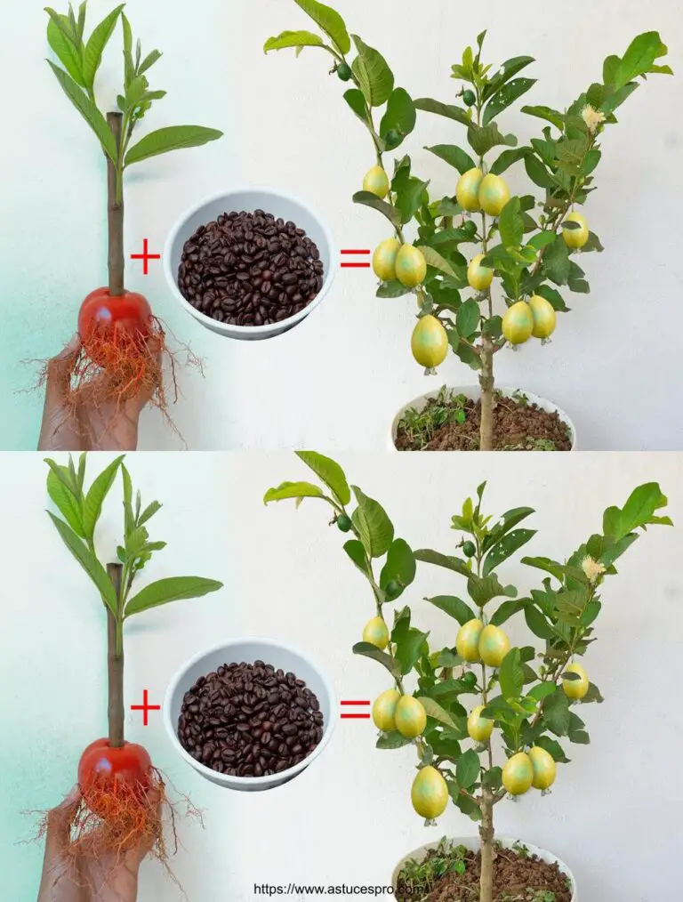 Neue Methode zur Verbreitung von Goyavieren und Tomaten aus Schneiden