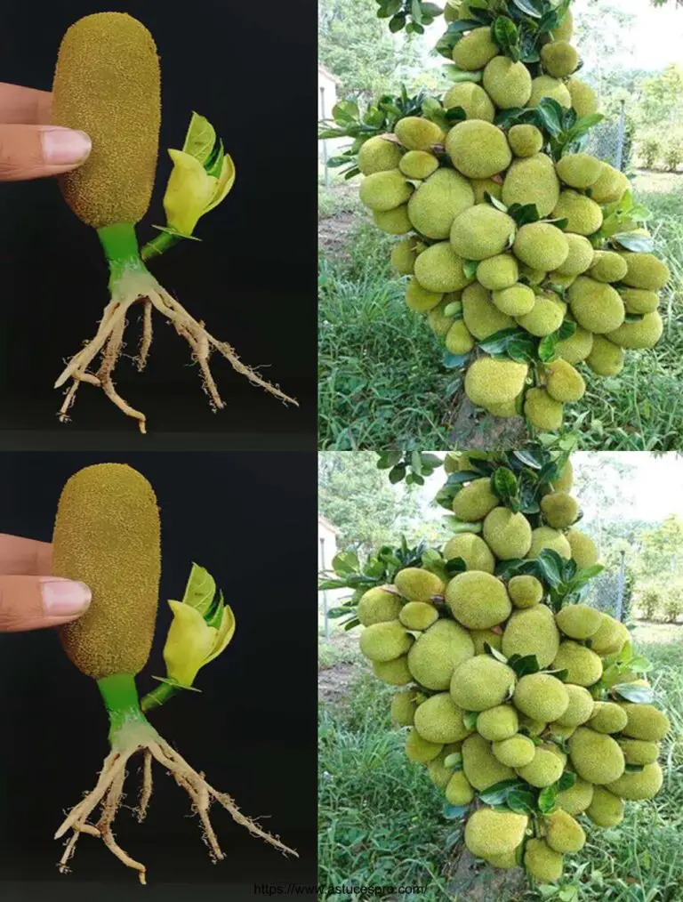 Wie einen Baum zu wachsen, um von Samen für Anfänger zu jaquiieren