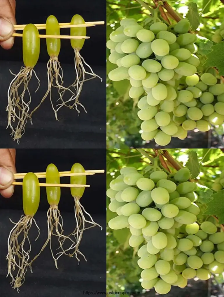 Wie man eine Weinrebe einfach mit Wasser ausbreitet und eine Weinrebe zu Hause wächst