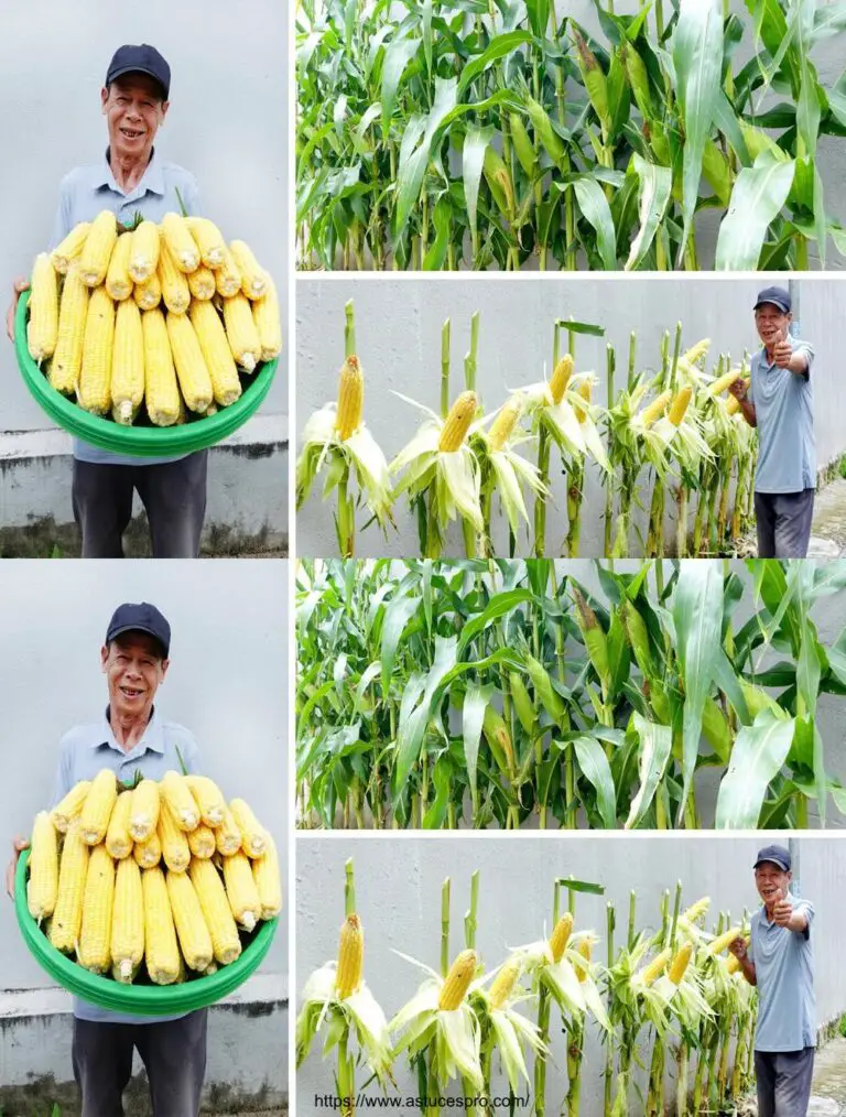 Corn Züchter Auf einem Betonhof: überraschende Ergebnisse und hohe Erträge