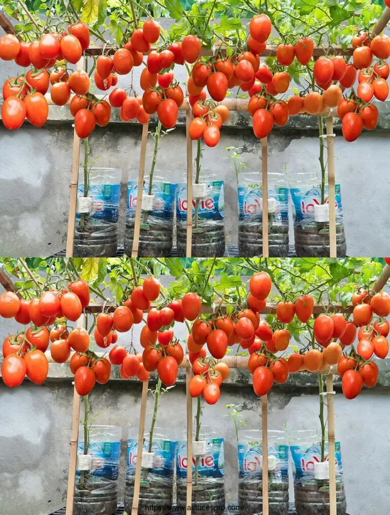 Tipps für den Anbau von Tomaten in Plastikflaschen, geteilt von einem alten Mann von 90 Jahren