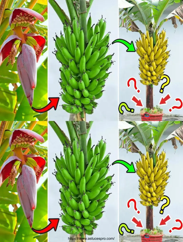 Verwöhnt von einfachen Tipps, um Bananen zu Hause zu wachsen, aber die Ausbeute ist extrem hoch