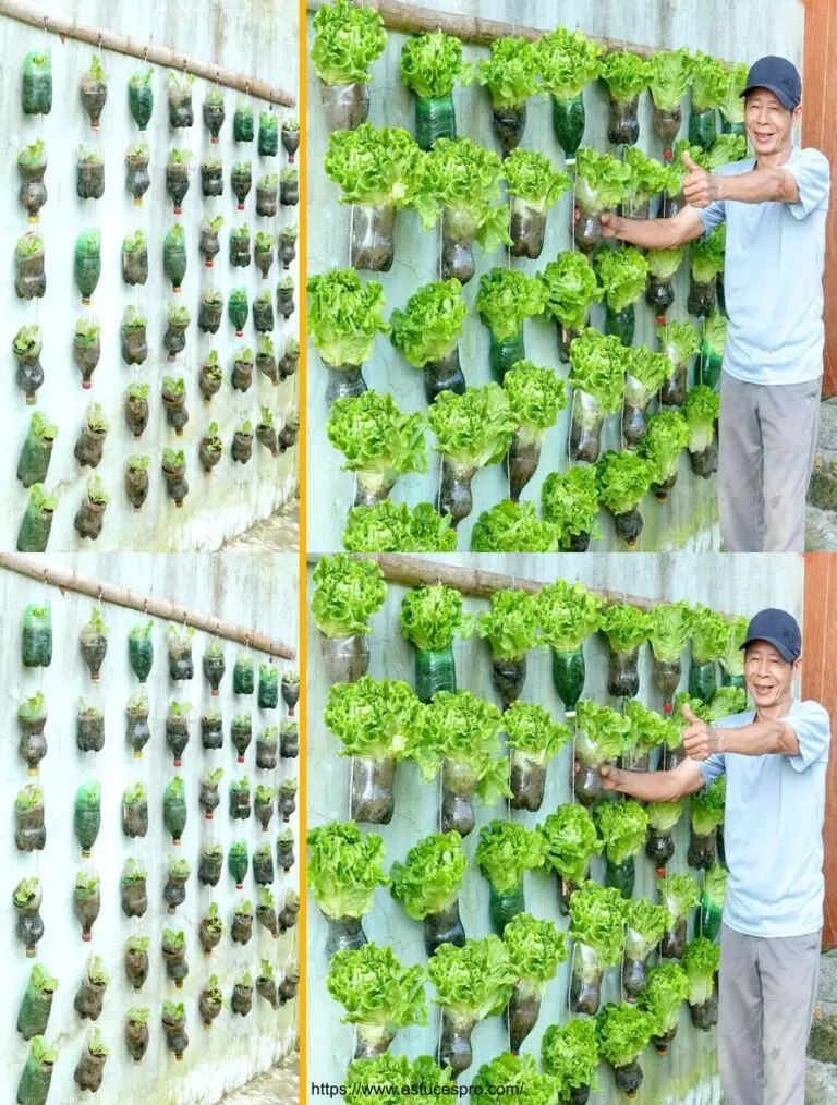 Les Jardins Verticaux de Légumes : Praxis und Geniaux für Städte ohne Gärten