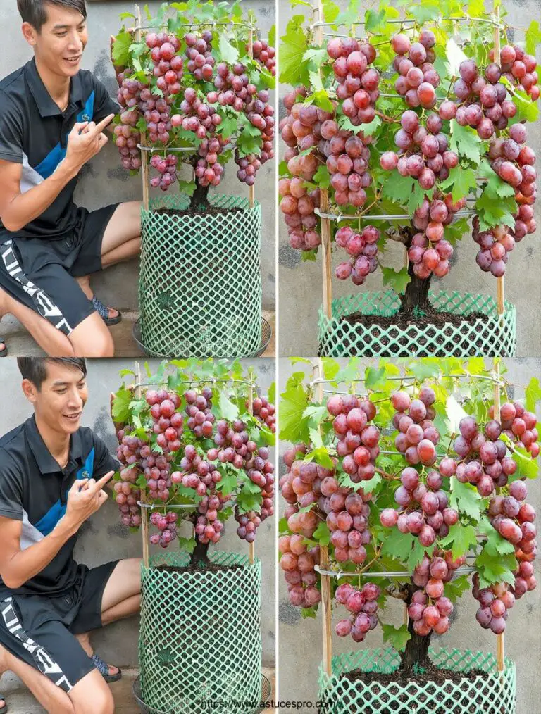 Einfache Tipps, um Trauben zu Hause für mehr Obst zu wachsen – das ganze Jahr über schmecken