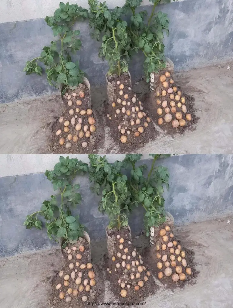 Wie Kartoffeln in Plastikflasche zu Hause wachsen, um mehrere Knollen leicht zu erhalten