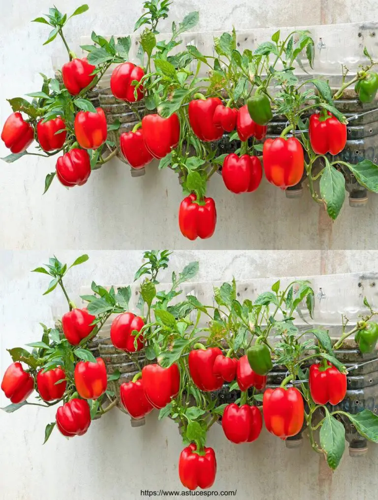 Pfeile Paprika an der Wand: Wachsen Sie Paprika in billigen Plastikflaschen für eine reichliche Ernte