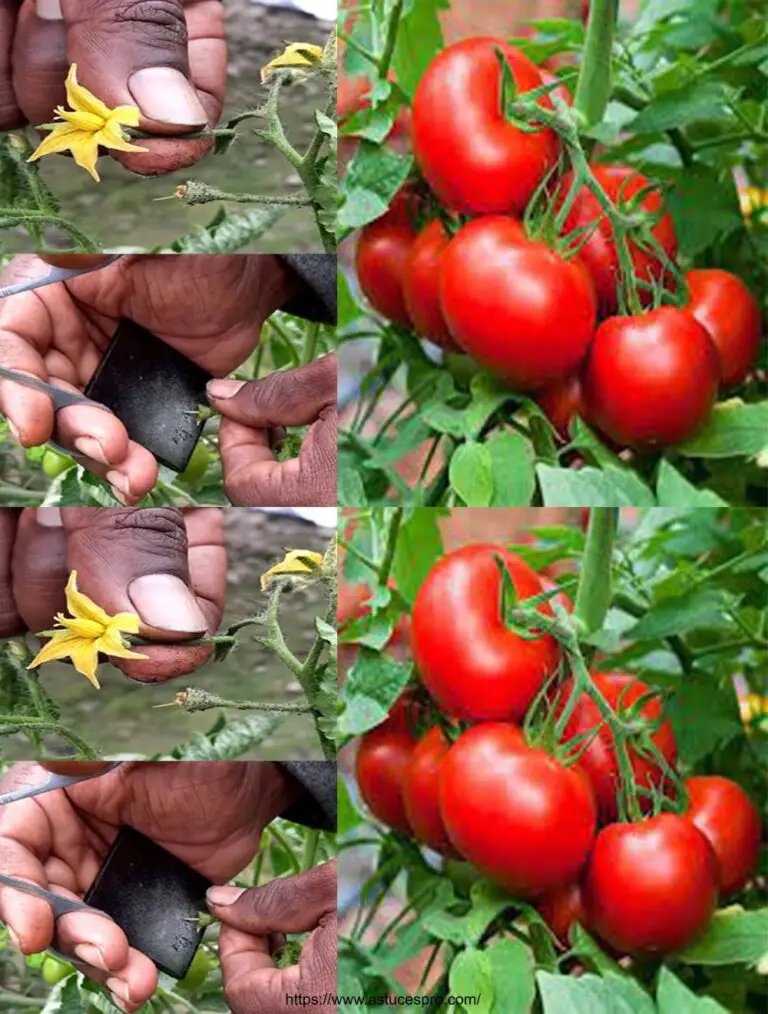 Techniken der Künstlichkeit und manuelle Pollinisierung von Tomatenblumen