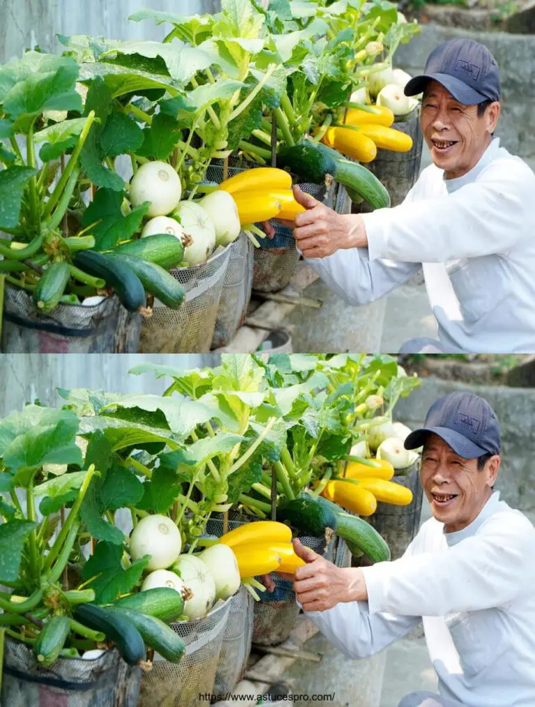 Überrascht von der Super Productivity des Hauses Courgettes, Do Moms Savent?