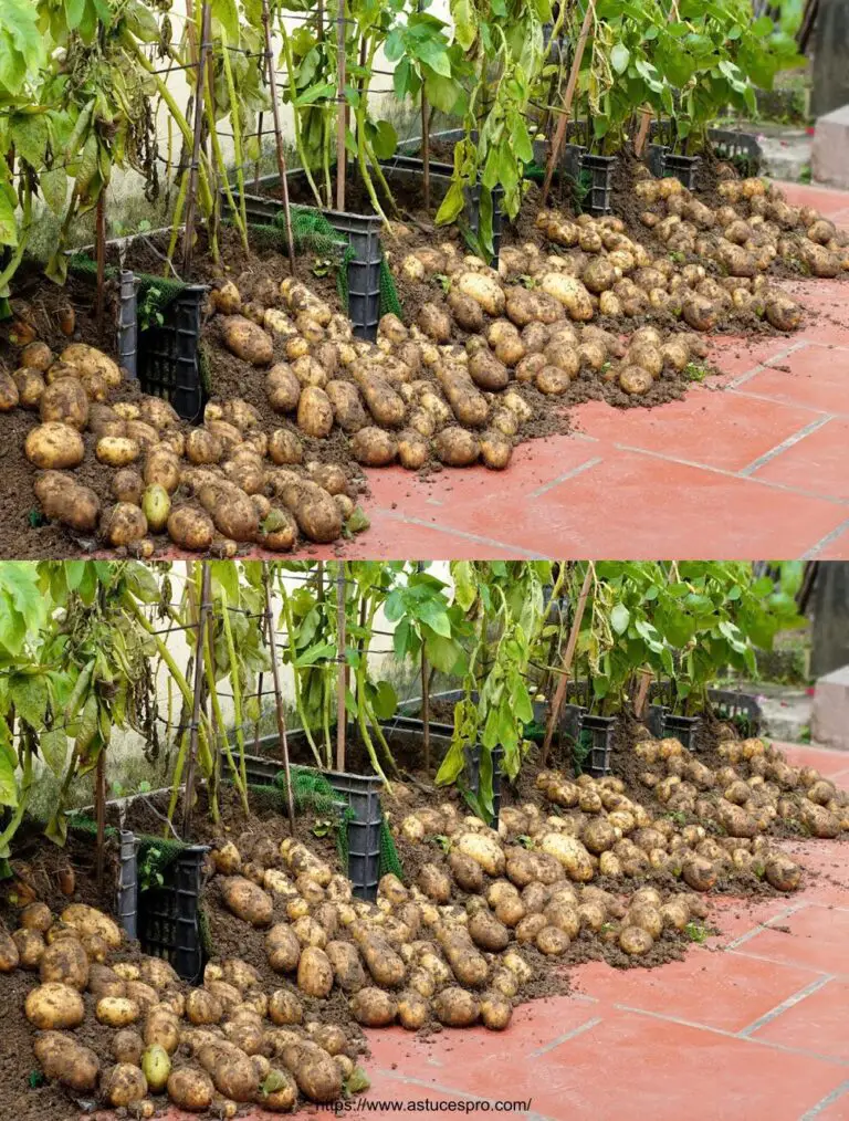 Zu überrascht! Wie man Äpfel der Erde in Abundanz macht: einfach und produktiv