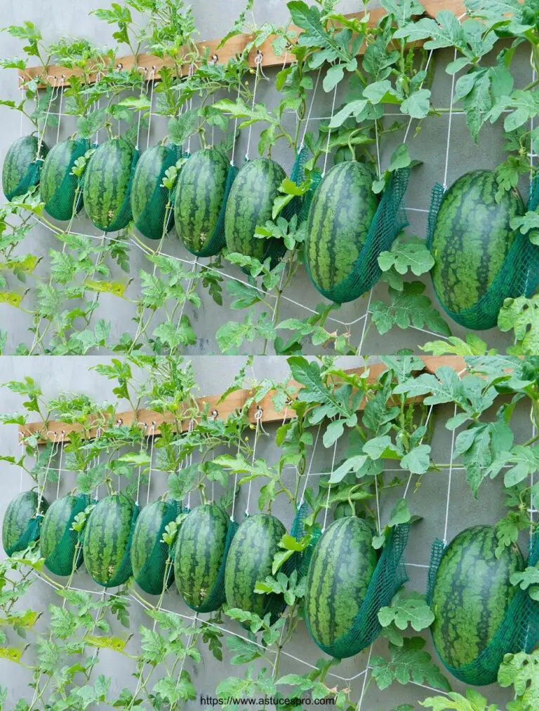 Kultivierende Wassermelonen zu Hause – Push Wassermelonen in Hammock!