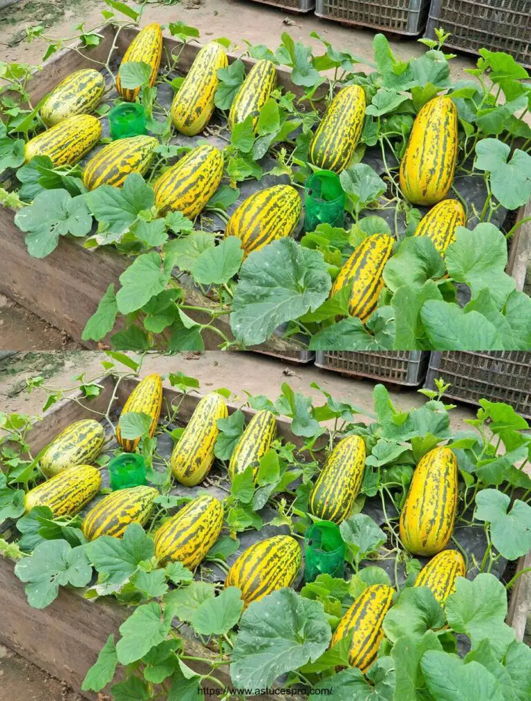 Ich hatte nicht erwartet, dass die wachsenden gelben Wassermelonen auf Paletten so lustig und so süß wären!