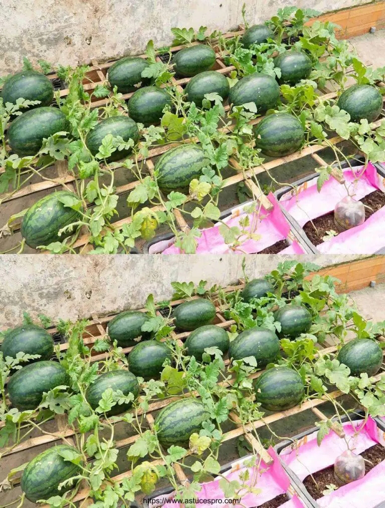 Kultivierende Wassermelonen in einer Tasche mit nur einem Boden für Anfänger