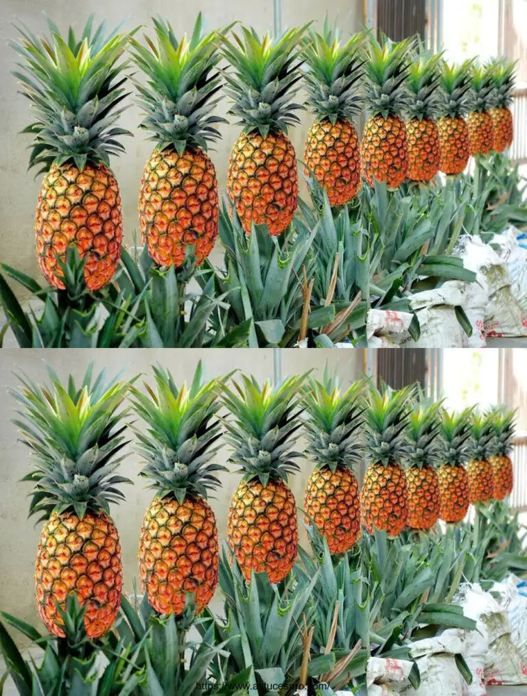 Uneingfügbare Spitzen für den Anbau von Ananas bei hoher V-Geschwindigkeit von Gusskronen