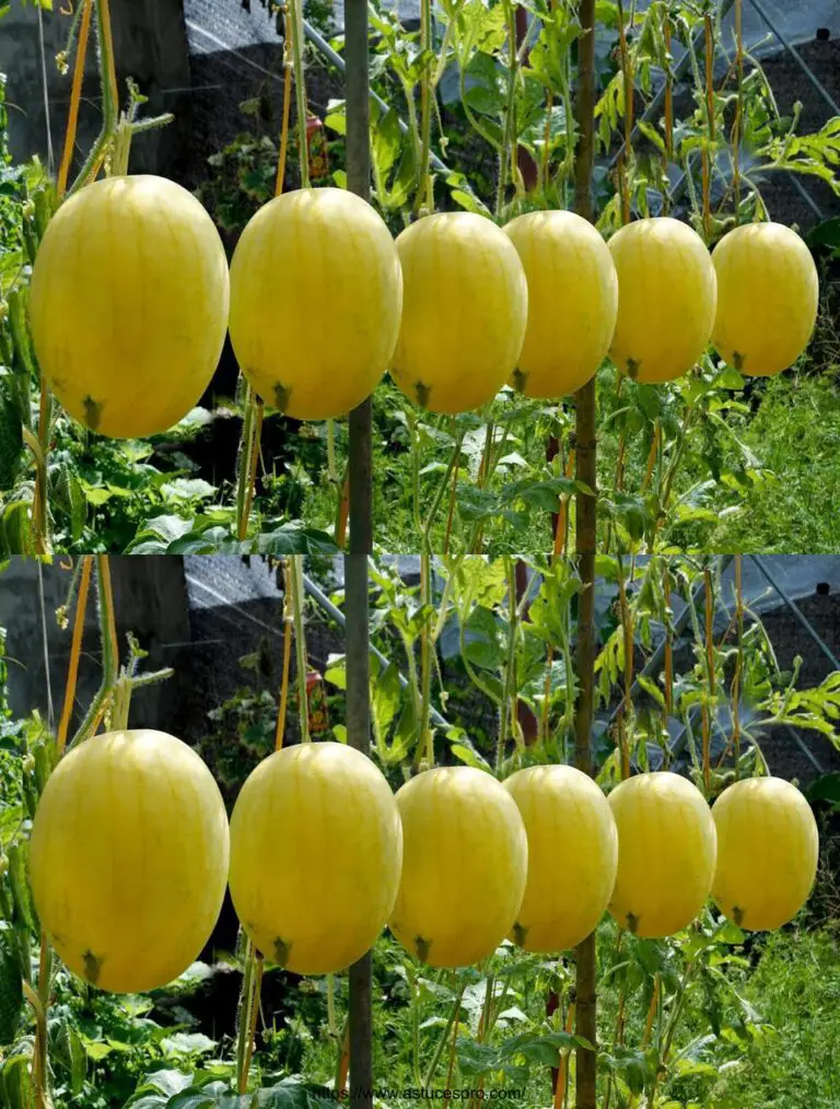 Tipp für kultivierende gelbe Wassermelonen, Tipps für große süße und saftige Früchte