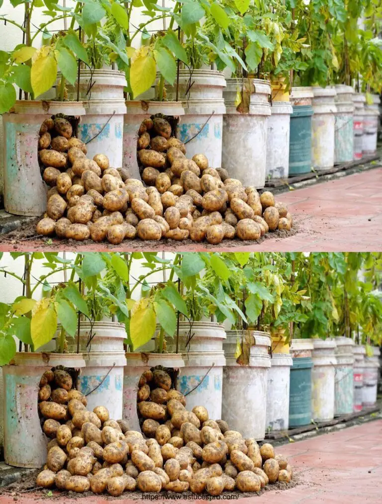 Versuchen Sie diese revolutionäre Methode, Kartoffeln zu wachsen: Sie werden nie mehr kaufen müssen!