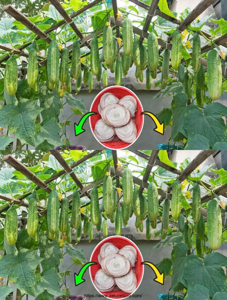 Nachrichten Ideen, Kultivierende Gurken in einem Holzhaus für eine schöne Ernte