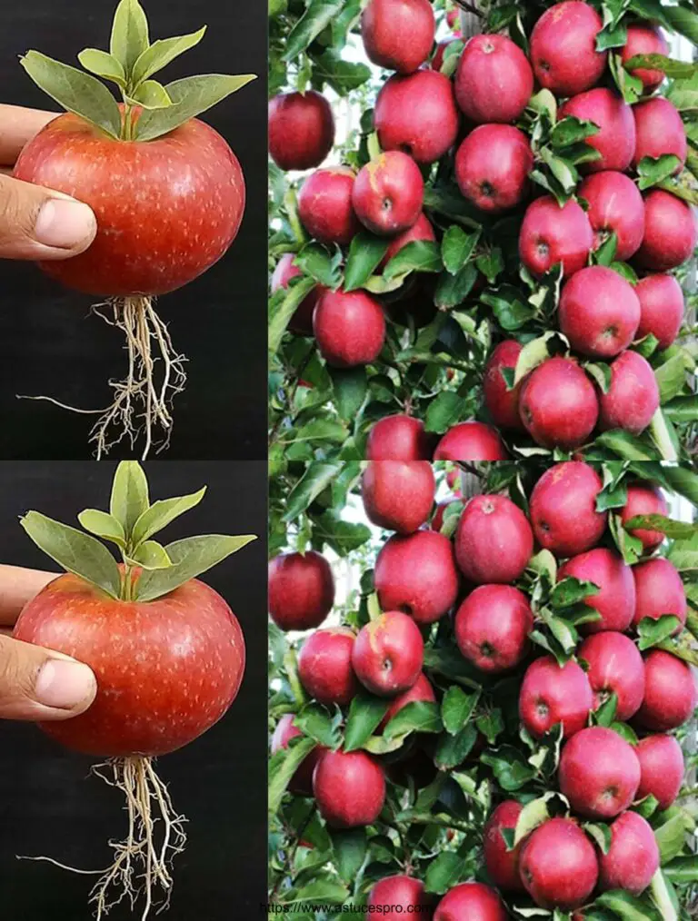 Einzigartige Fähigkeiten: wachsen Sie einen Apfelbaum aus Blättern und wachsen leicht!