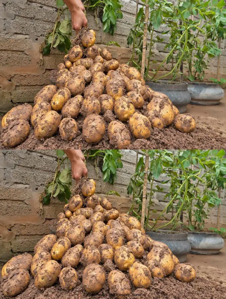 Das Geheimnis des Anbaus von Kartoffeln in recycelten Reifen für großzügige und reichliche Kulturen