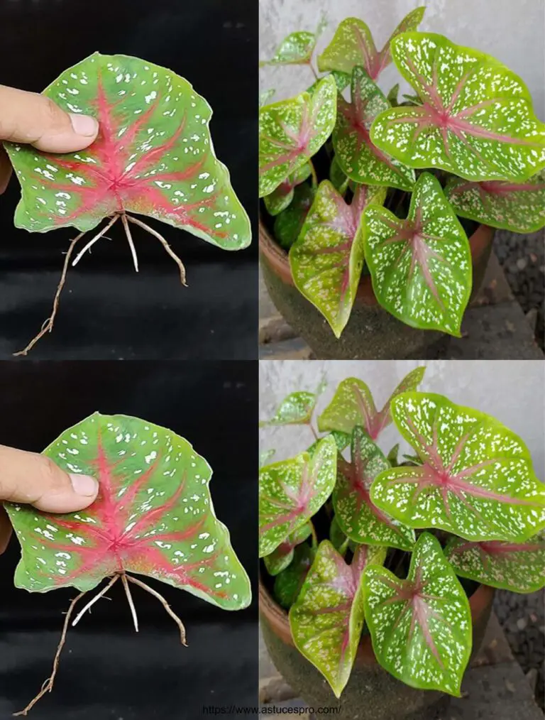 Tipp zu verbreiten Caladium Bicolor Pflanzen verlassen Blätter in Wasser