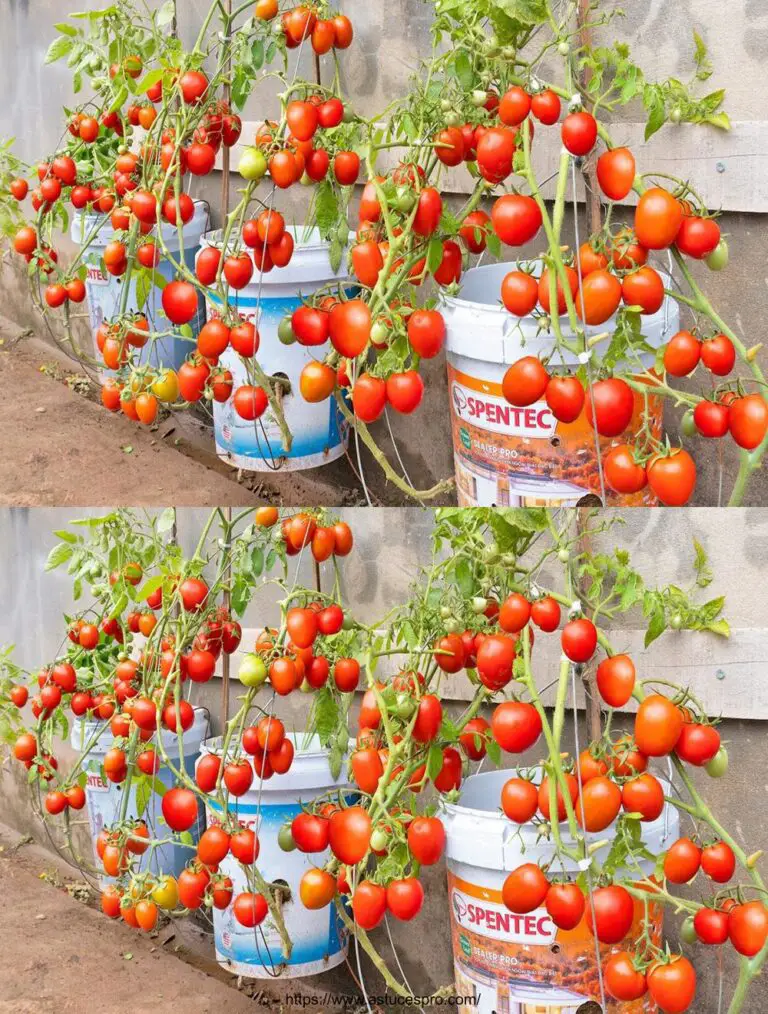 Kultivieren super fruchtige Tomaten an der Wand: Ich habe nicht erwartet, mit köstlichen Früchten überwältigt zu sein!