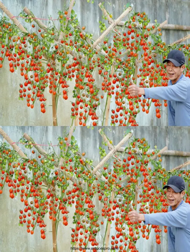 Kein Garten benötigt, Kultivieren Sie Tomaten clever für hohe Erträge