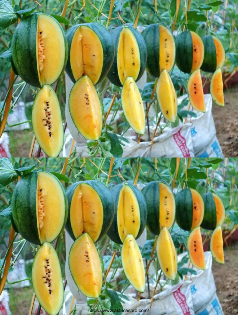 Im Gemüsegarten, eine schöne Überraschung mit dem Anbau von leckeren gelben Wassermelonen!