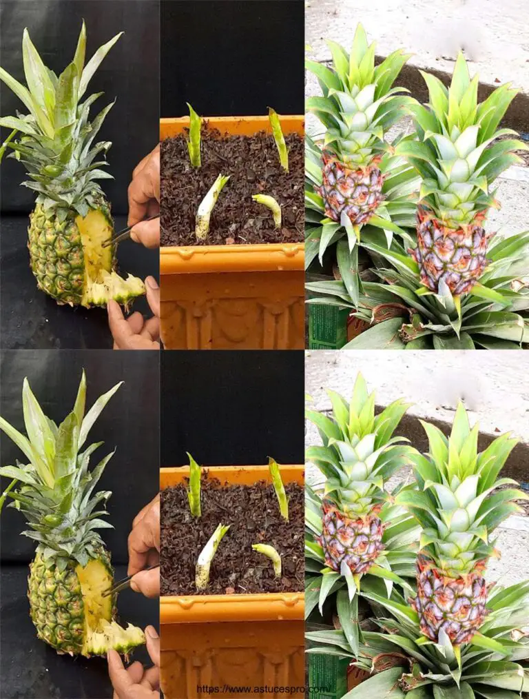 Wie man Ananas von Samen schiebt – Wachsende Fruchtbäume von Ananas