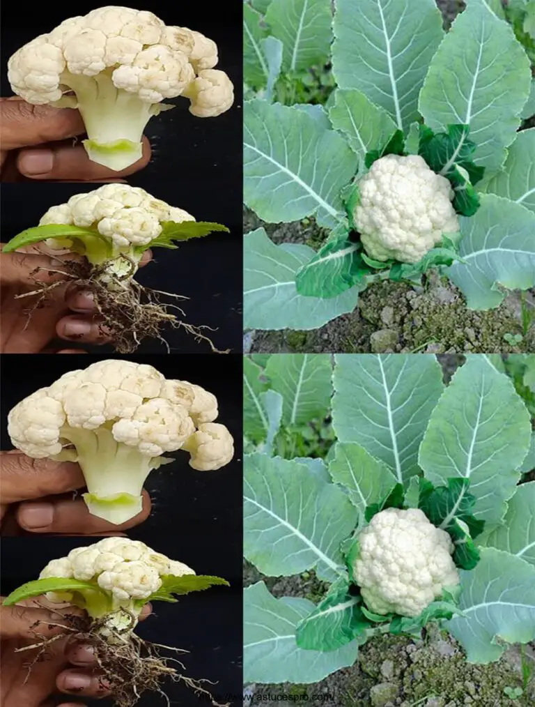 Wie man einen Blumenkohlbaum von einem Blumenkohl wächst