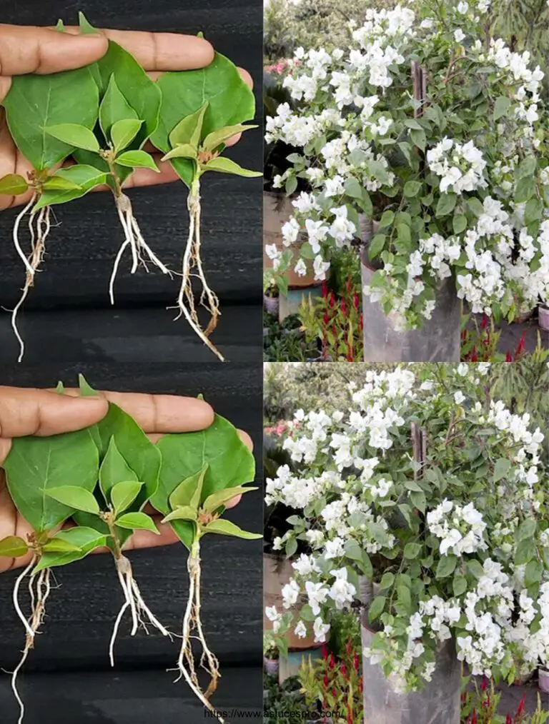 Propagieren der Pflanze Bougainvillier aus den Blättern