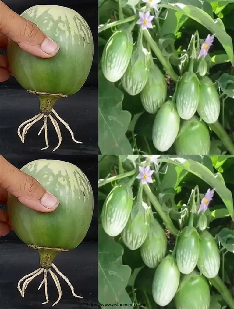 Erfolgsgeheimnisse: Aubergine wachsen Baum von einer Aubergine