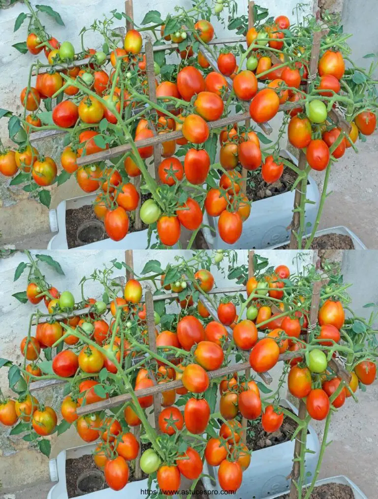 Spektakuläre Idee: Wachsen Sie Tomaten mit Kartoffeln – Schnelle und reichliche Ernte!